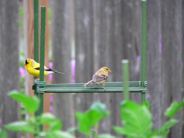 2 American Goldfinch